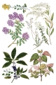 Copy of IOD-TRA-SAR Sarah Featon’s Botanicals transfer artwork page 1 small.jpg