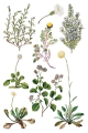 Copy of IOD-TRA-SAR Sarah Featon’s Botanicals transfer artwork page 2 small.jpg