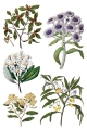 Copy of IOD-TRA-SAR Sarah Featon’s Botanicals transfer artwork page 3 small.jpg