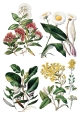 Copy of IOD-TRA-SAR Sarah Featon’s Botanicals transfer artwork page 4 small.jpg