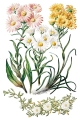 Copy of IOD-TRA-SAR Sarah Featon’s Botanicals transfer artwork page 5 small.jpg
