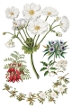 Copy of IOD-TRA-SAR Sarah Featon’s Botanicals transfer artwork page 6 small.jpg