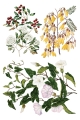 Copy of IOD-TRA-SAR Sarah Featon’s Botanicals transfer artwork page 7 small.jpg