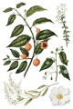 Copy of IOD-TRA-SAR Sarah Featon’s Botanicals transfer artwork page 8 small.jpg