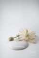 Antique Cream.JPG
