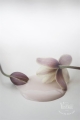 Antique Rose.JPG