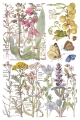 IOD-TRA-PRM Primrose Isle artwork page 2 small.jpg