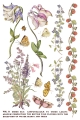IOD-TRA-PRM Primrose Isle artwork page 3 small.jpg