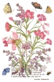 IOD-TRA-PRM Primrose Isle artwork page 5 small.jpg