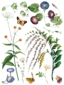 IOD-TRA-MDF Marché des Fleurs artwork page 2 small.jpg