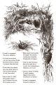 IOD-INL-LIT Little Lark artwork-06.jpg