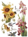 IOD-TRA-FBP Flowers by the Poets artwork page 6 small.jpg