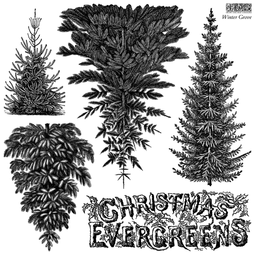 IOD-STA-WIG Winter Grove artwork.jpg