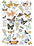 Transfer Butterfly Dance Redesign Prima - transfer motyle