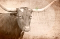 Texas Longhorn.jpg