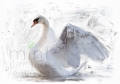 White Swan (2).jpg