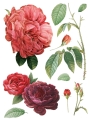 Redoute_page_1_sml.jpg