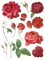 Redoute_page_2_sml.jpg