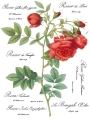 Redoute_page_3_sml.jpg