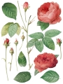 Redoute_page_4_sml.jpg