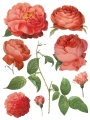 Redoute_page_6_sml.jpg