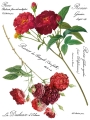 Redoute_page_7_sml.jpg