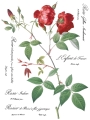 Redoute_page_8_sml.jpg