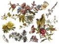 Floral_Anthology_p2_sml-2000x1500.jpg