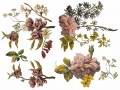 Floral_Anthology_p4_sml.jpg