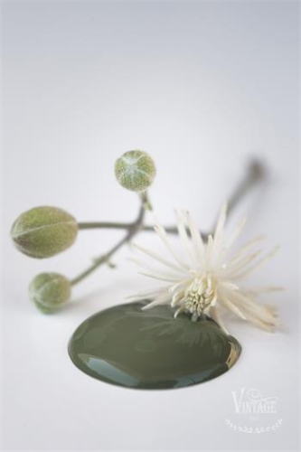 [701133] Olive Green.jpg