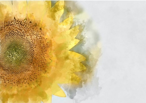sunflower.jpg