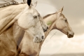 Sepia Horses.jpg
