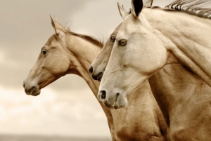 Papier decoupage - sepia horses A3  REWERS 