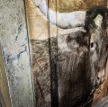 Texas Longhorn_Rustic Revival.jpg