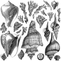 IOD_DS_Seashore-A.jpg