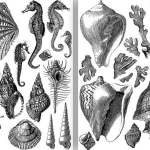 Zestaw dwóch stempli morskie opowieści - seashore stamp muszle + maska ostatnie