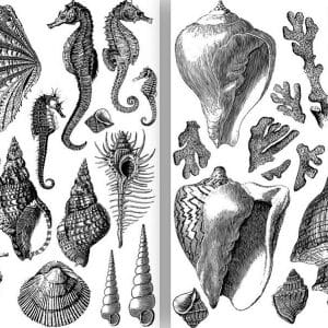 IOD-Seashore-Stamp-300x300.jpg