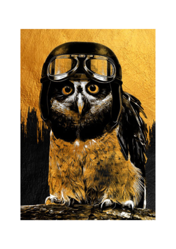 owl_800x.png