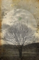 sepia_tree_1.jpg
