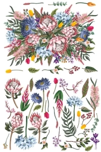 Transfer Dixie Belle Belles & Whistles King Protea Transfer 