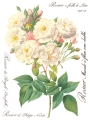 Copy of Rose Botanical page 1 sml.jpg