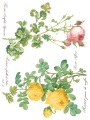 Copy of Rose Botanical page 2 sml.jpg