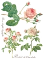 Copy of Rose Botanical page 3 sml.jpg
