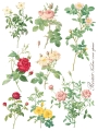 Copy of Rose Botanical page 4 sml.jpg
