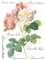 Copy of Rose Botanical page 5 sml.jpg