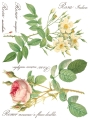 Copy of Rose Botanical page 6 sml.jpg