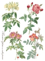Copy of Rose Botanical page 7 sml.jpg