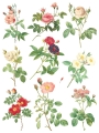 Copy of Rose Botanical page 8 sml.jpg