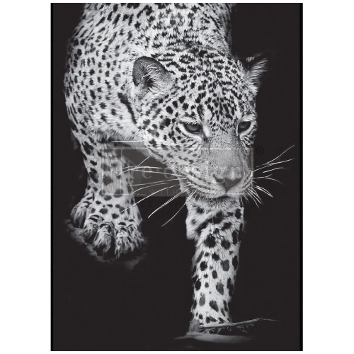 Feline Gaze